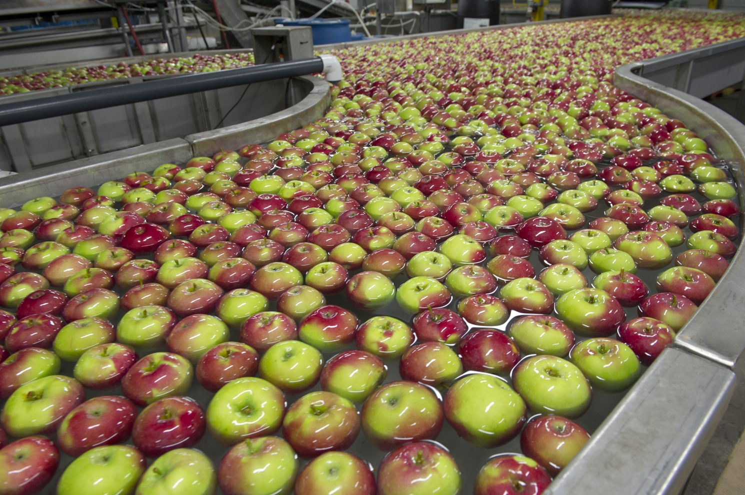 Apples are washed after they arrive at the Norfolk Fruit Growersâ€™ facility  - then theyâ€™ll be packed ready for market.
