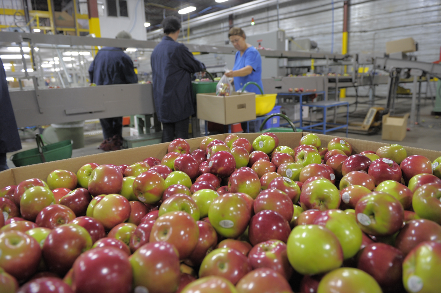 Norfolk Apples Ready for packing