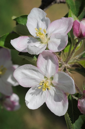 Apple blossom in spring