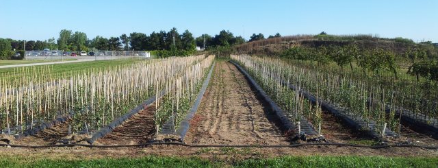 Apple trees in a seedling nursery