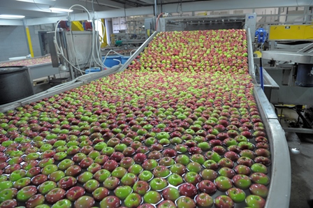 apples being packed