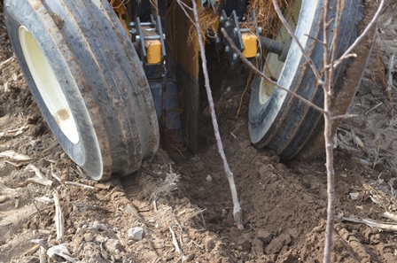 Apple tree being planted