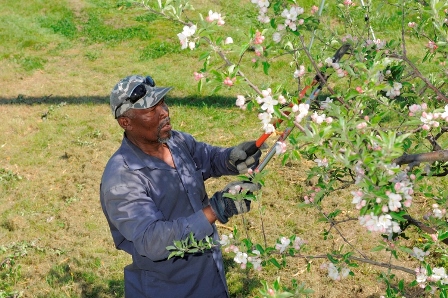 Pruning apple trees in the spring