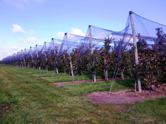 Orchard in trellis with hail netting