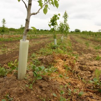 Young apple tree with tree guard