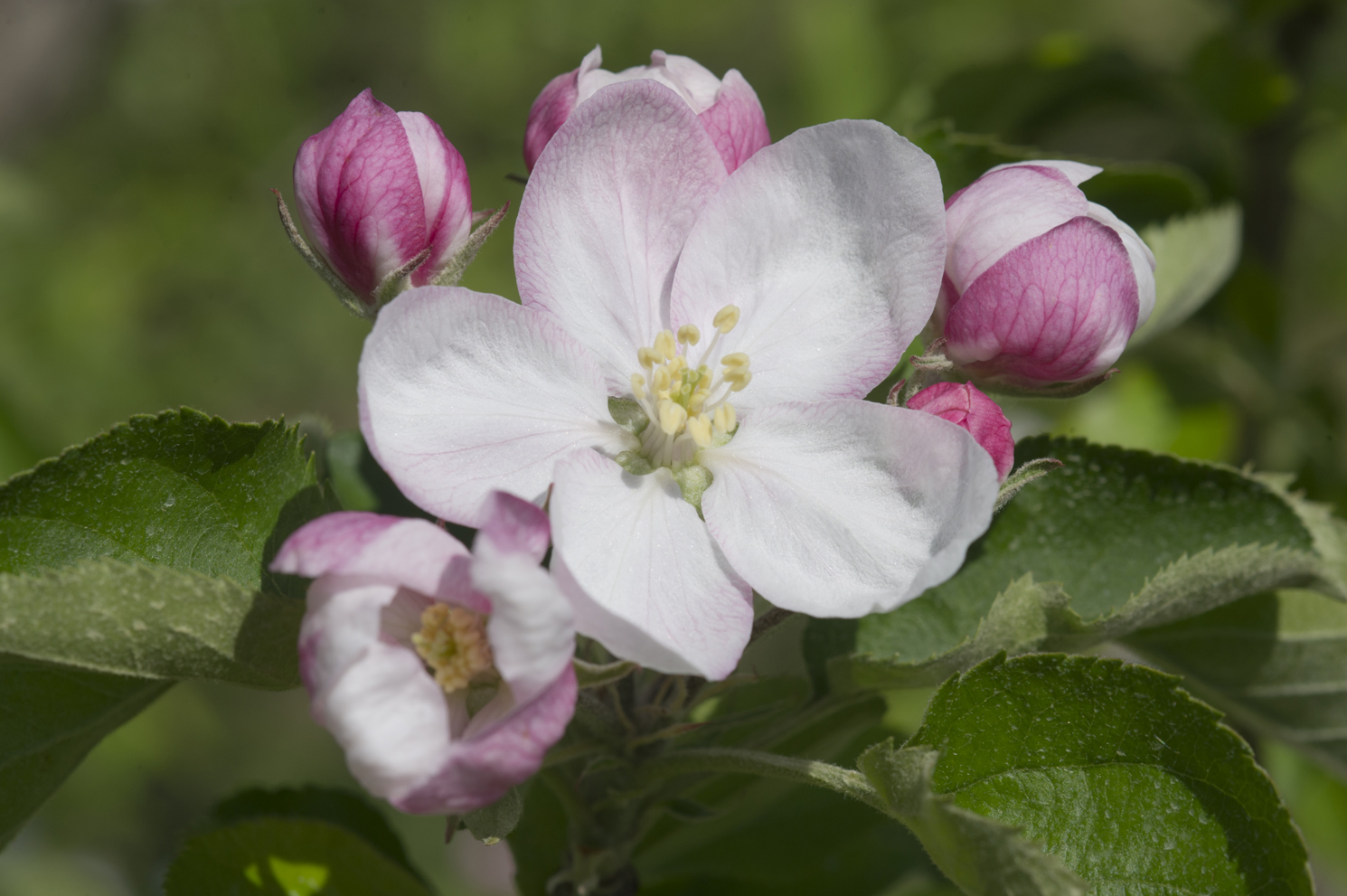 Apple Blosoms