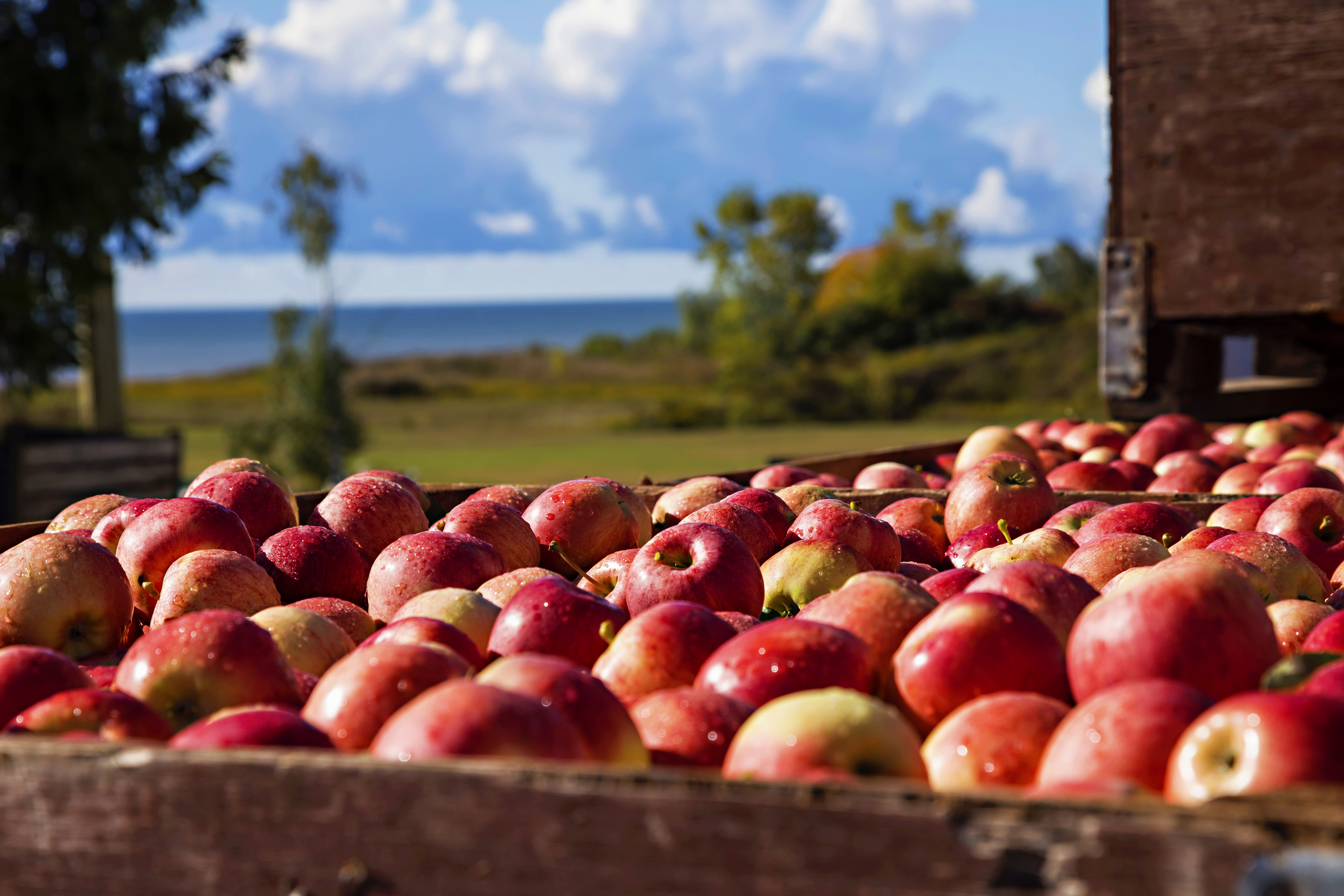 Ontario Gala apples in a bin